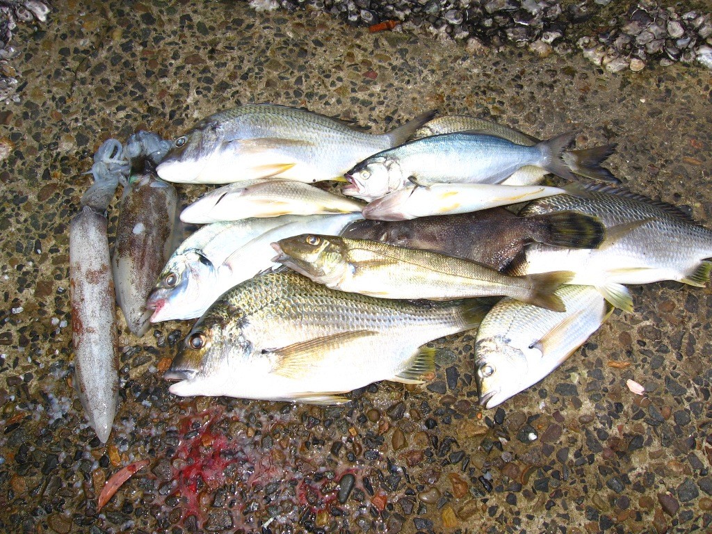 A mornings catch after using chicken pellets for berley © Gary Brown